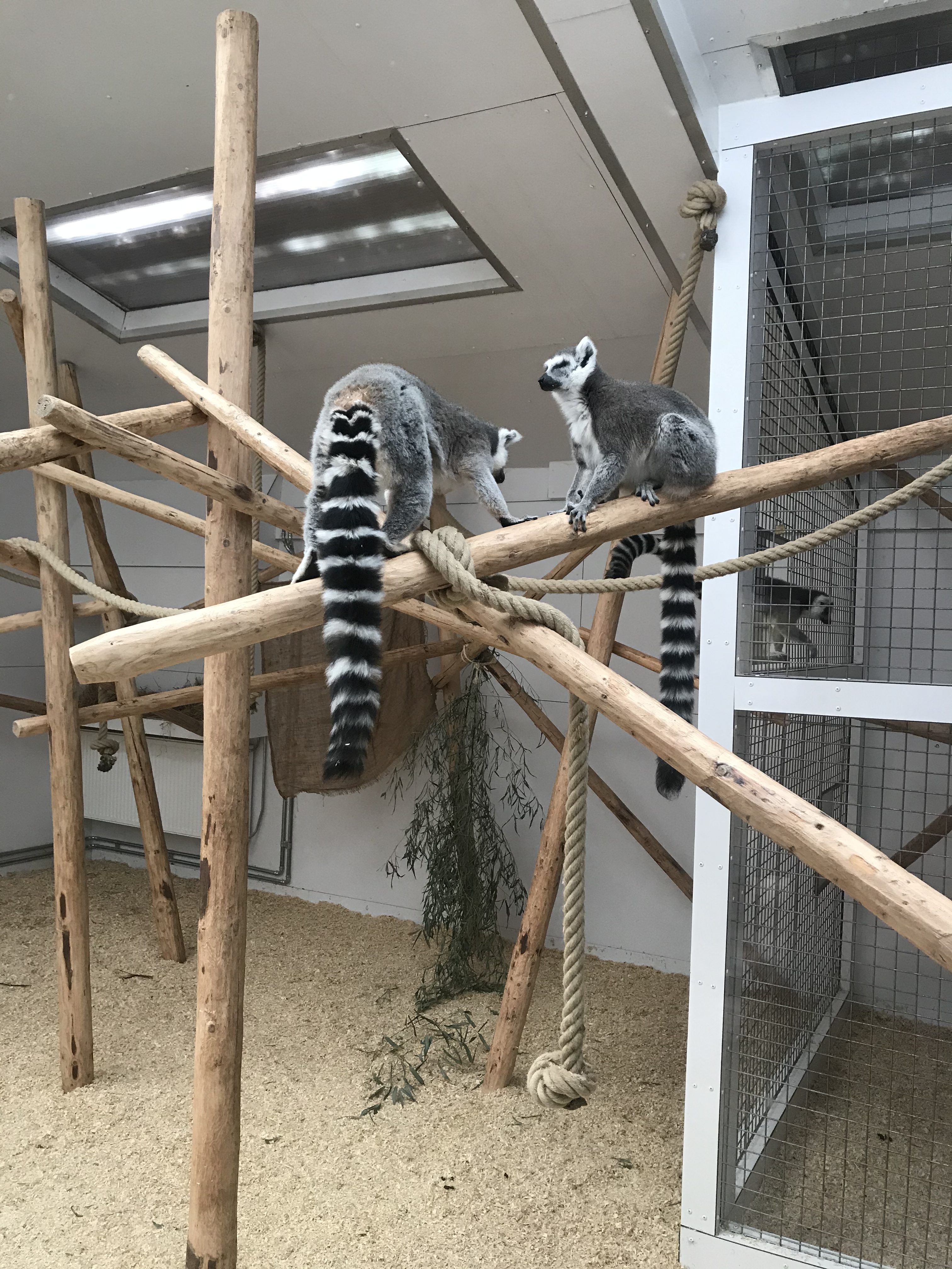 Maki's in de zonnegloed in vleteren