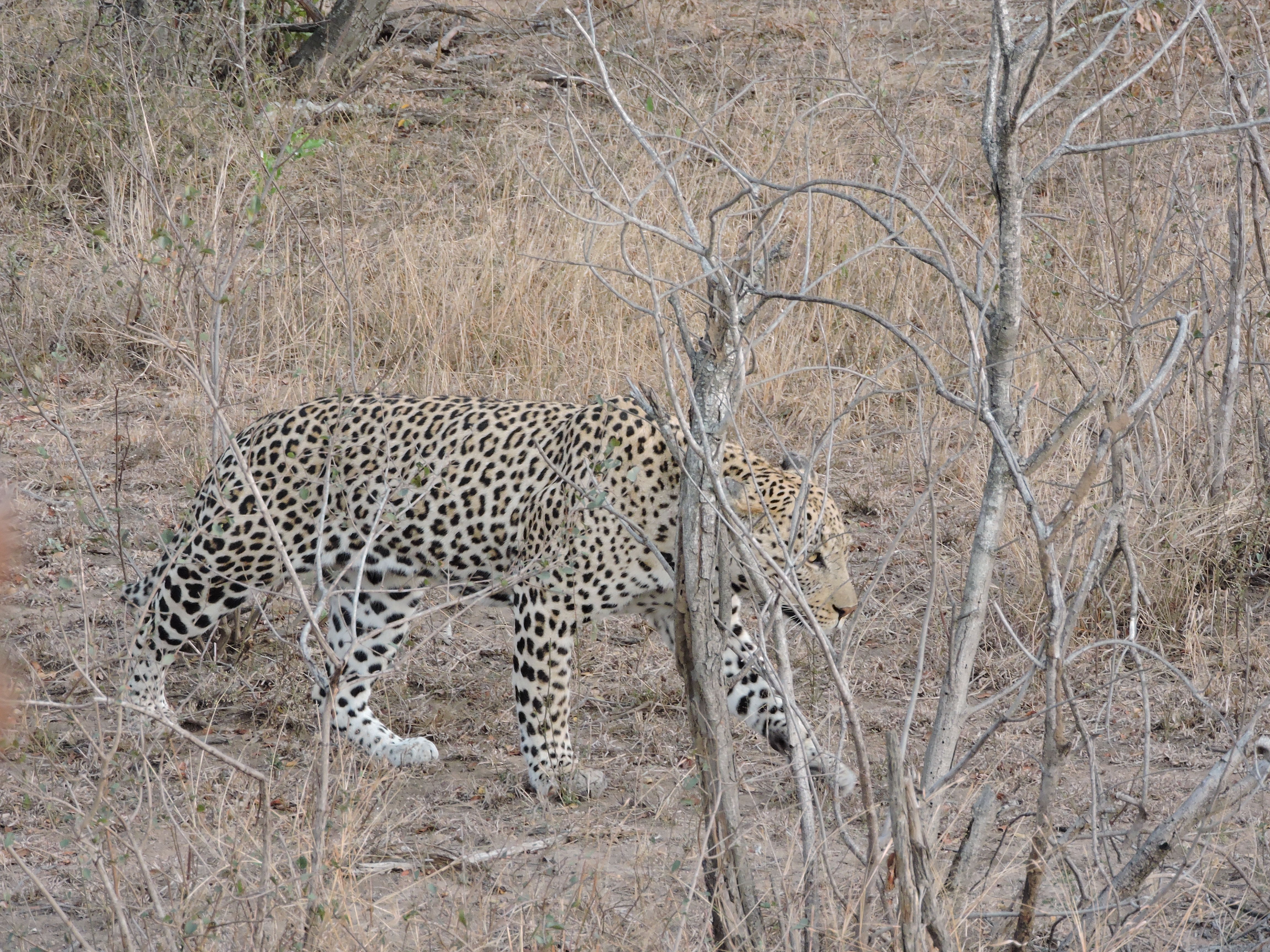 Zuid-Afrika Krugerpark blogpost