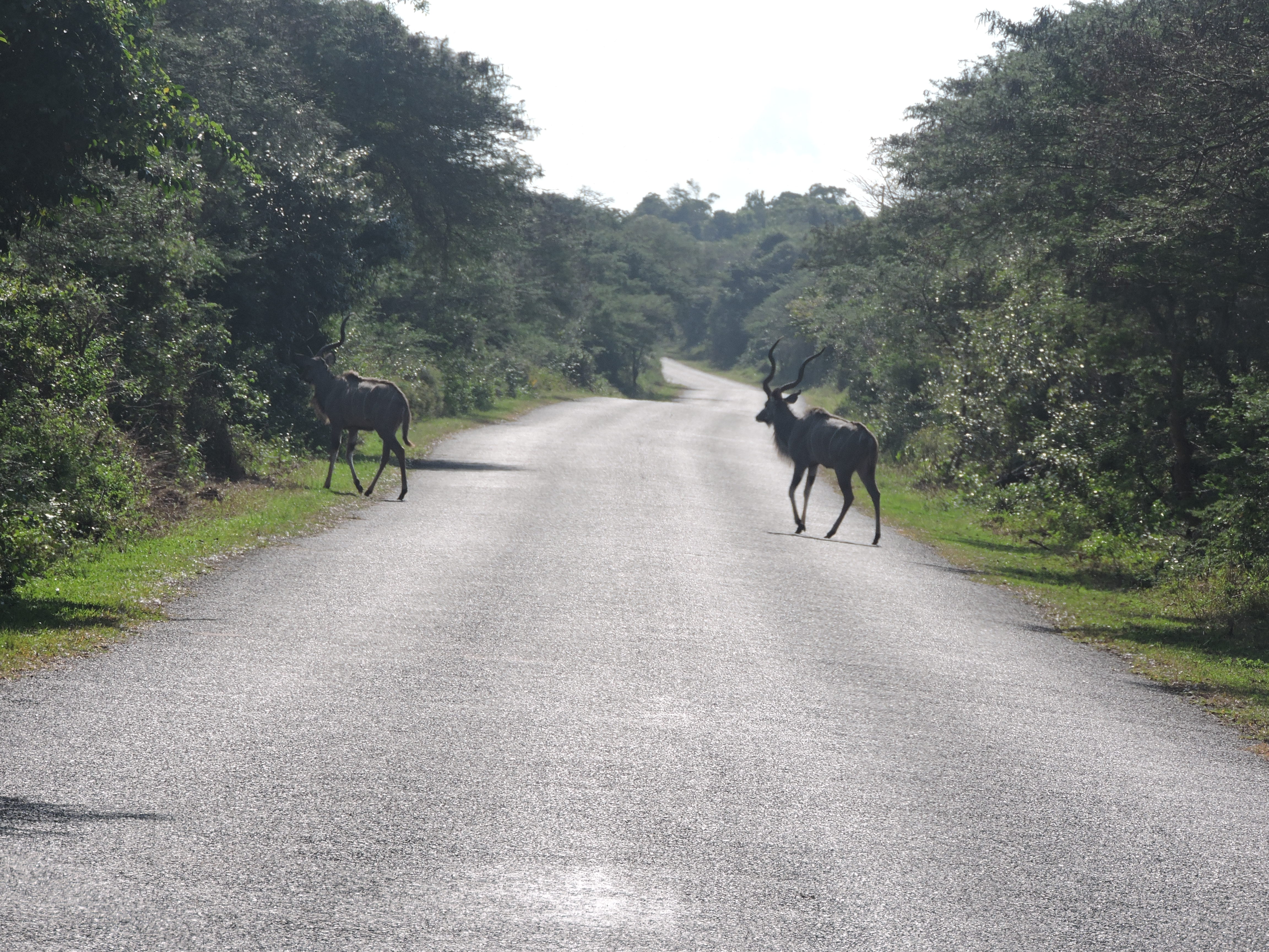 Huurauto zuid-afrika