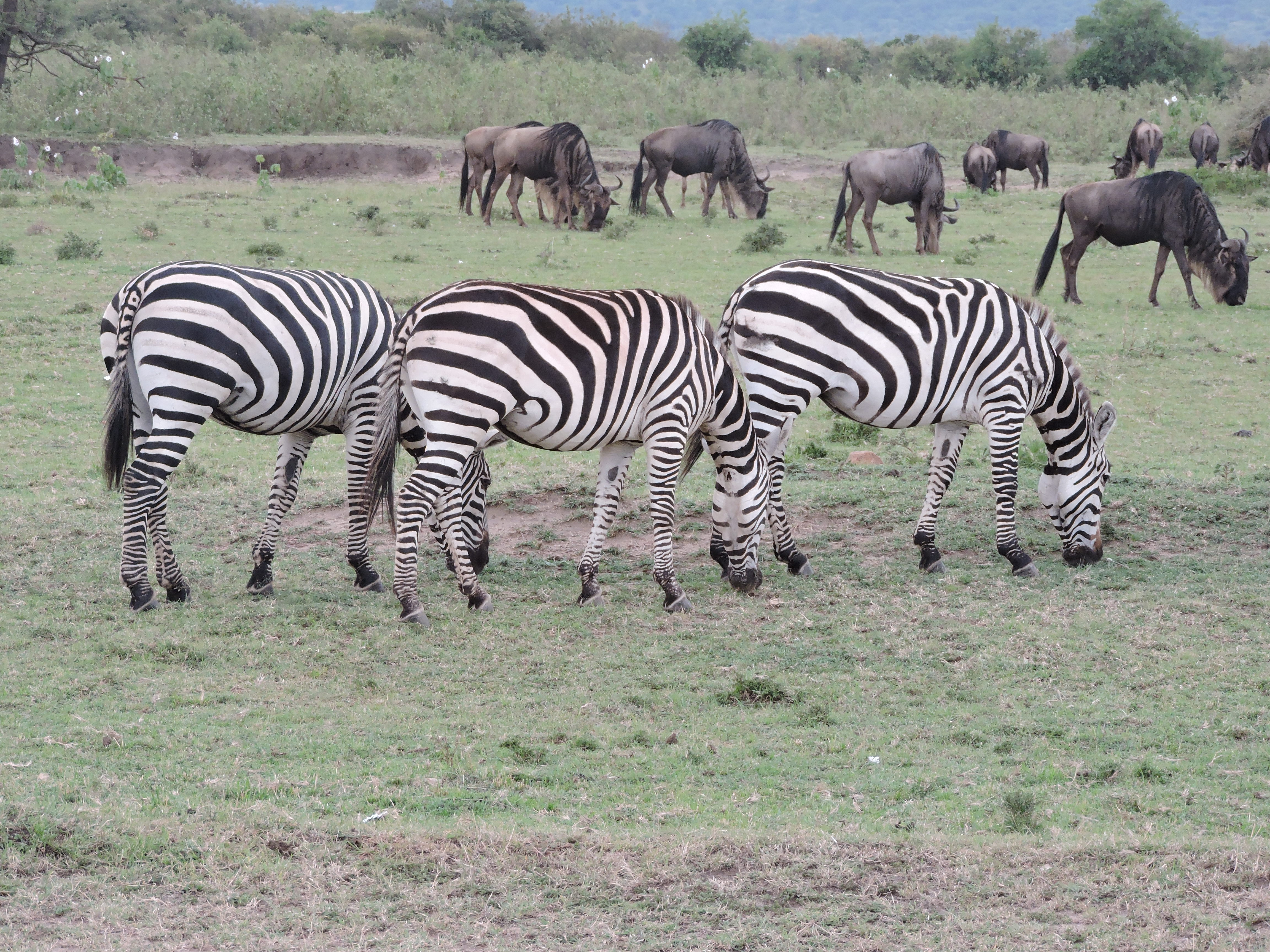 Kenia rondreis Masai Mara