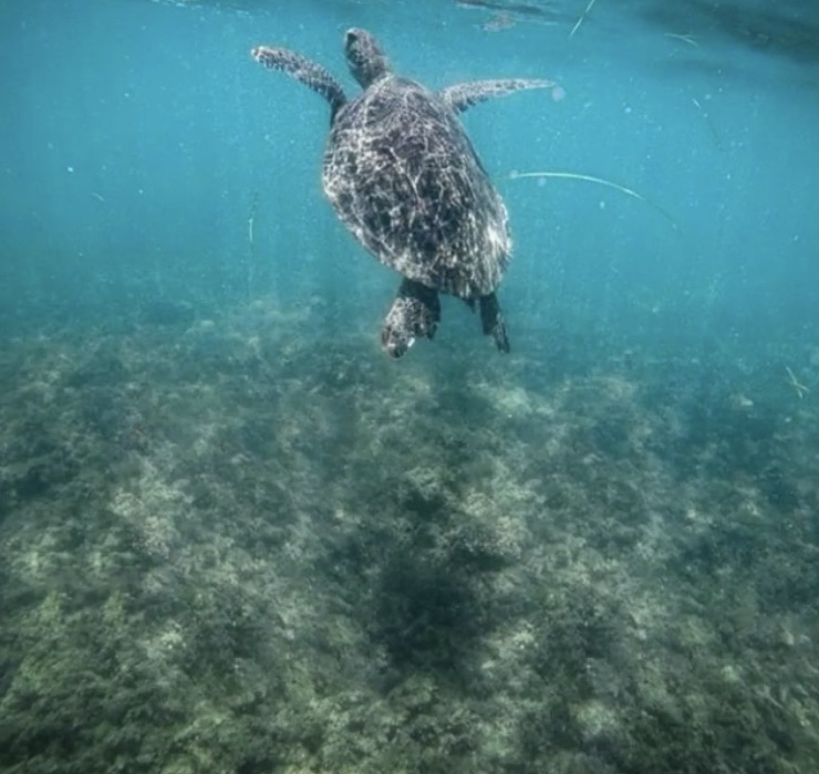 Australië rondreis Great Barrier Reef Queensland