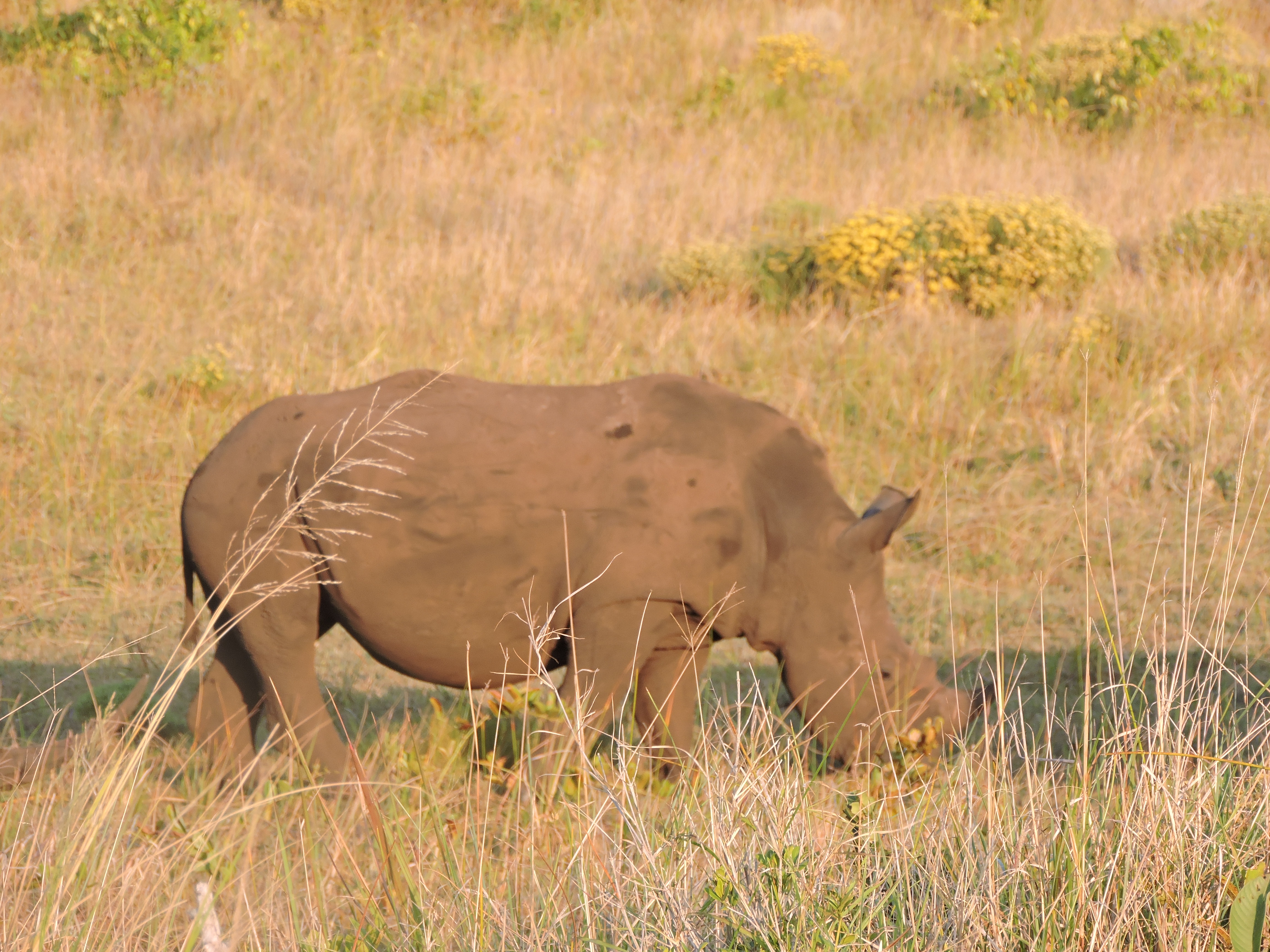 Zuid-Afrika St. Lucia safari blogpost