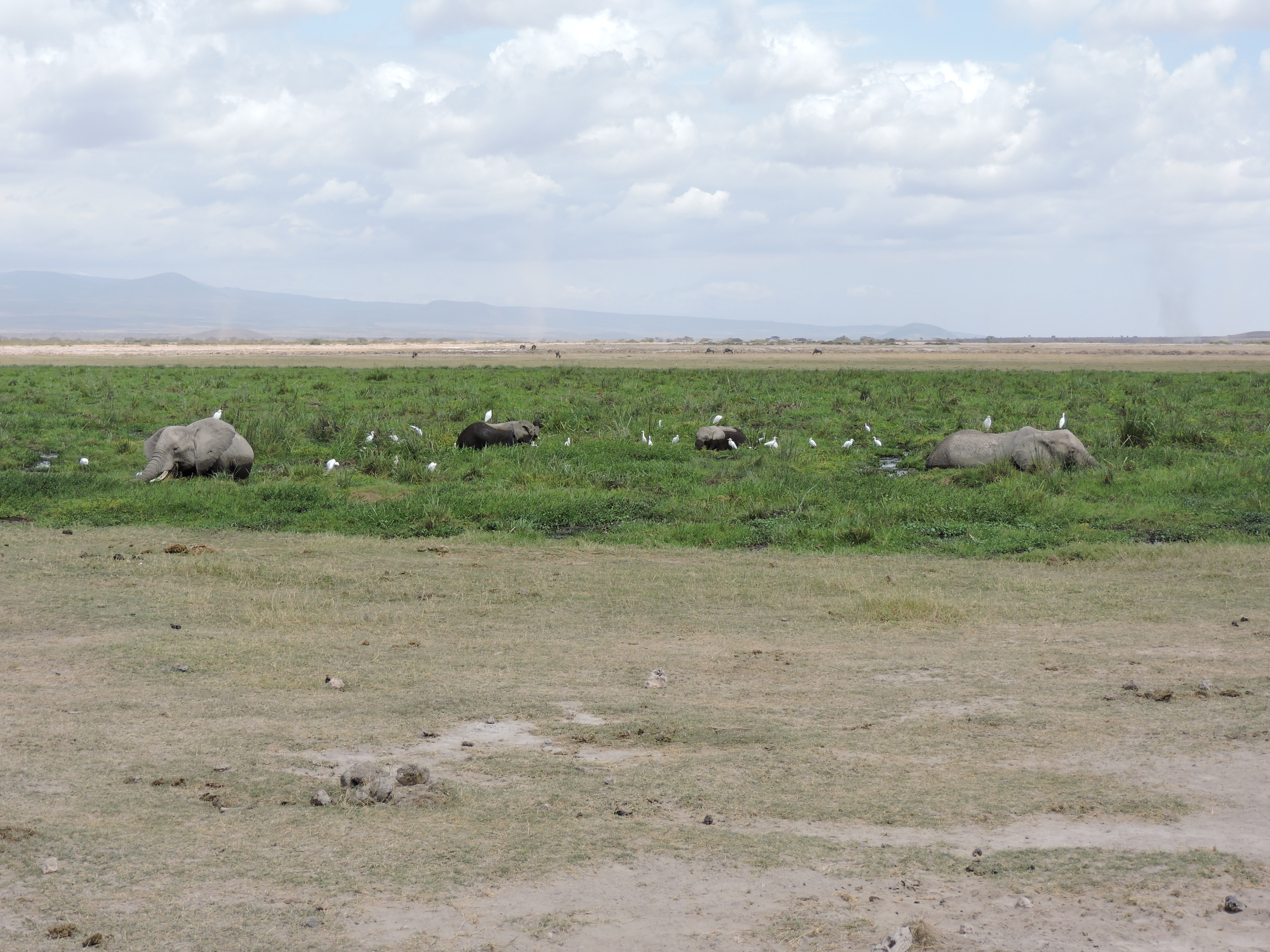 Kenia rondreis Amboseli