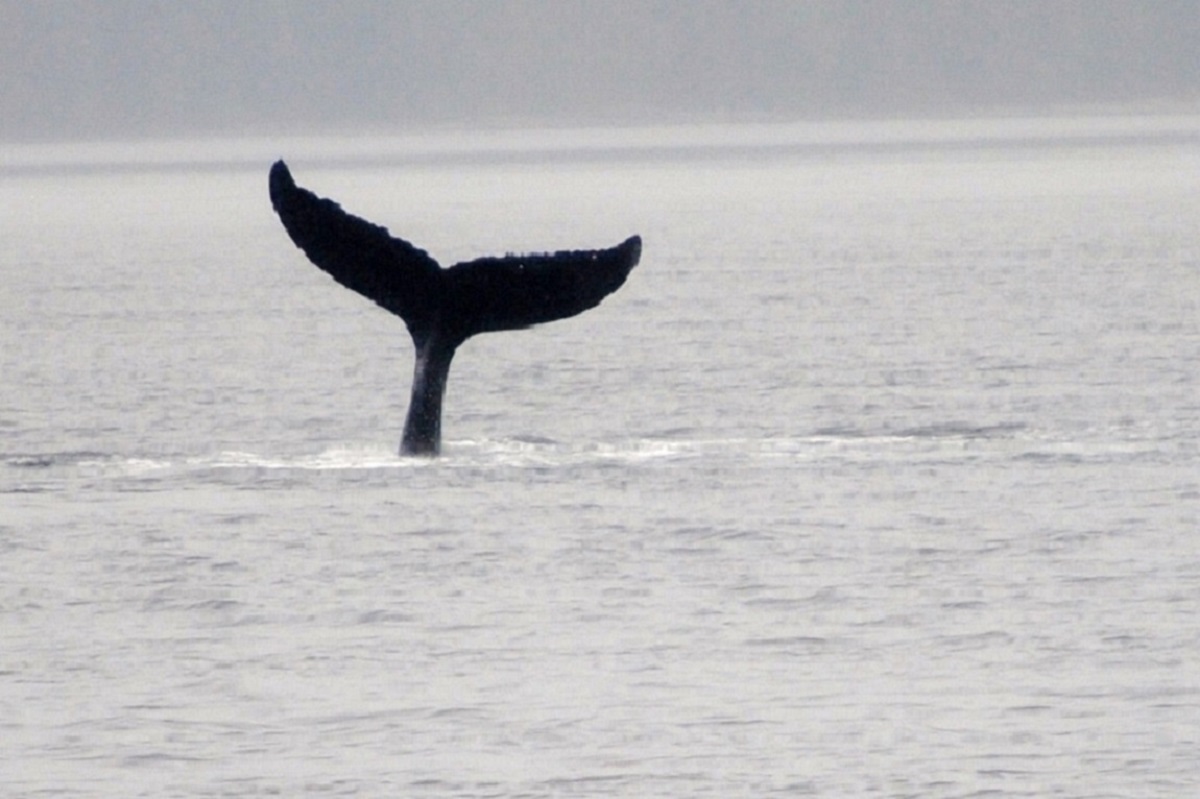 Canada rondreis langs Vancouver, Banff en Jasper blogpost