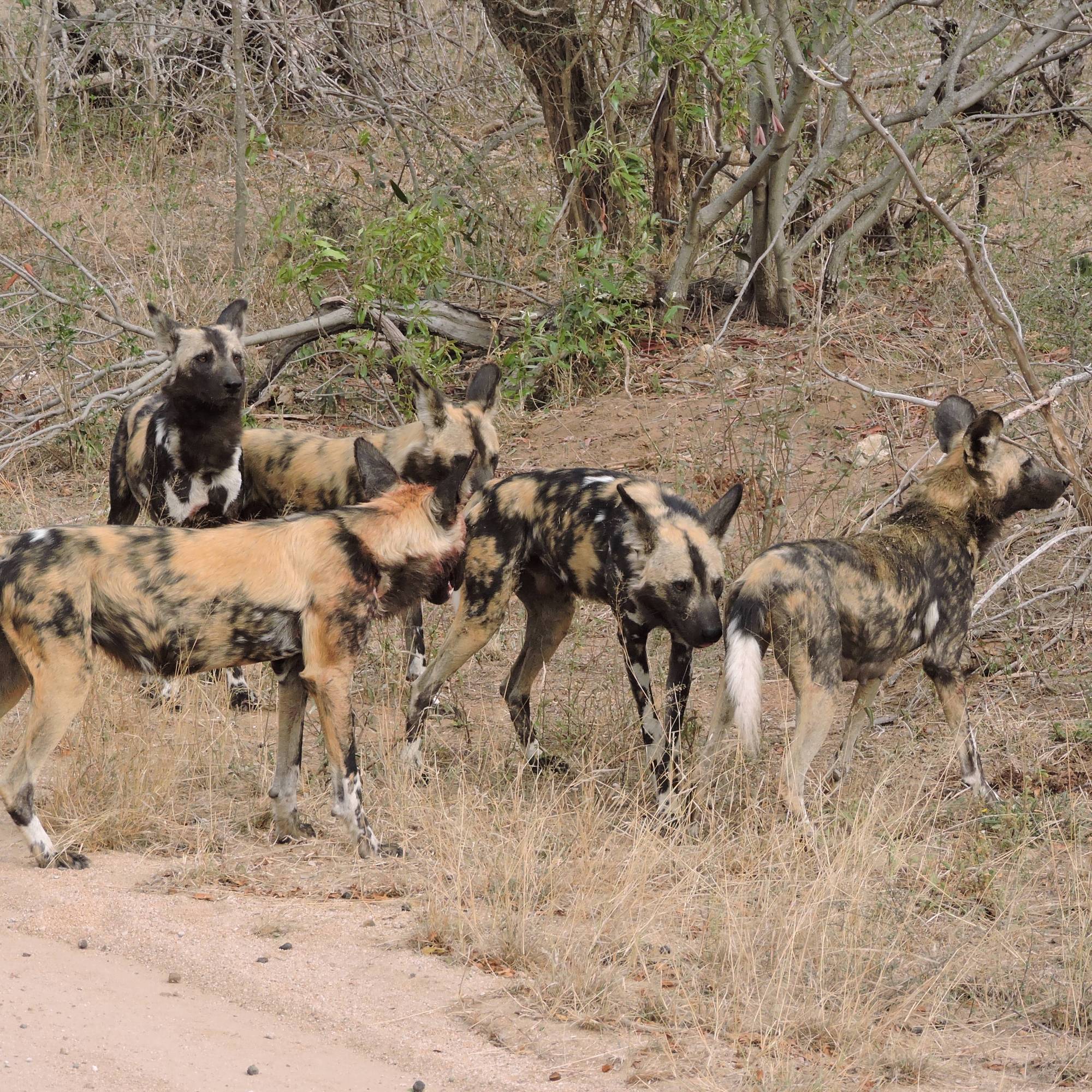 Zuid-Afrika Krugerpark safari blogpost