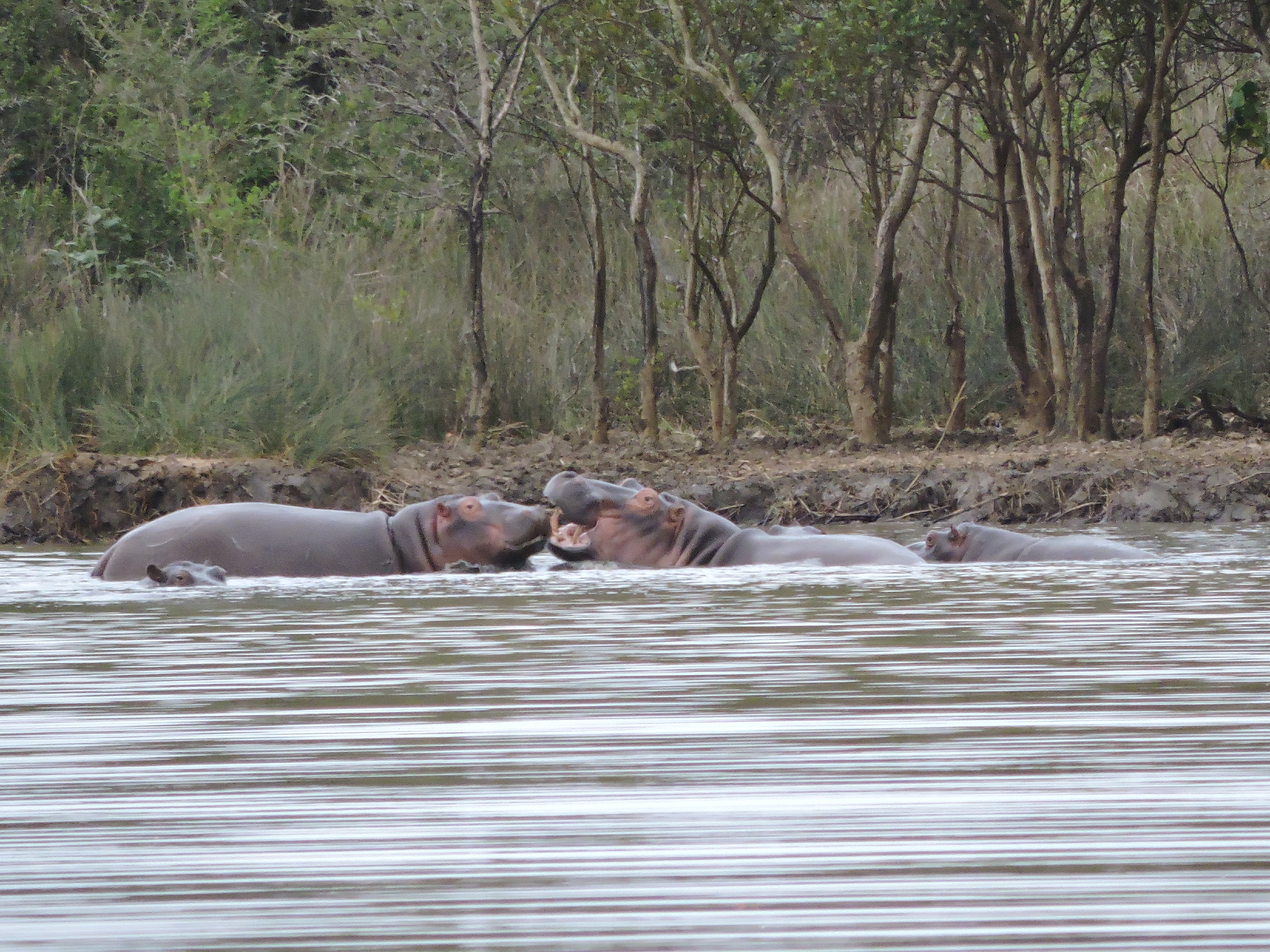 Zuid-Afrika St. Lucia safari blogpost