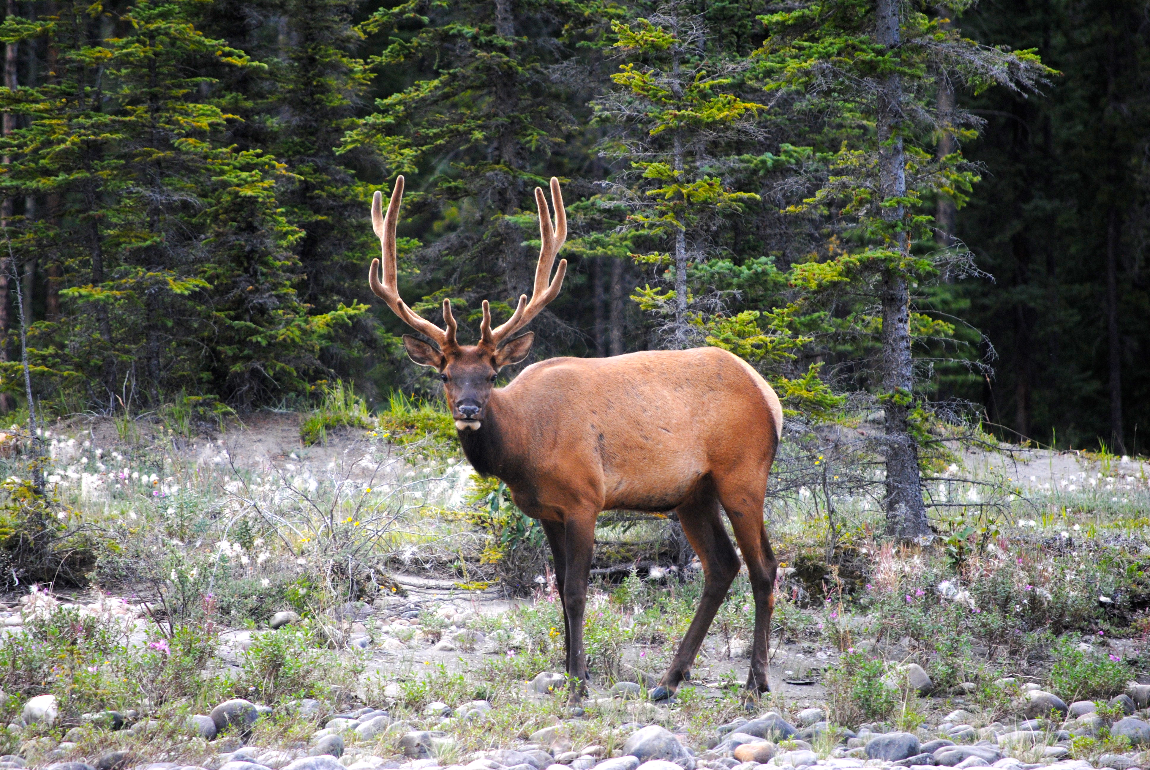 Canada rondreis langs Vancouver, Banff en Jasper blogpost