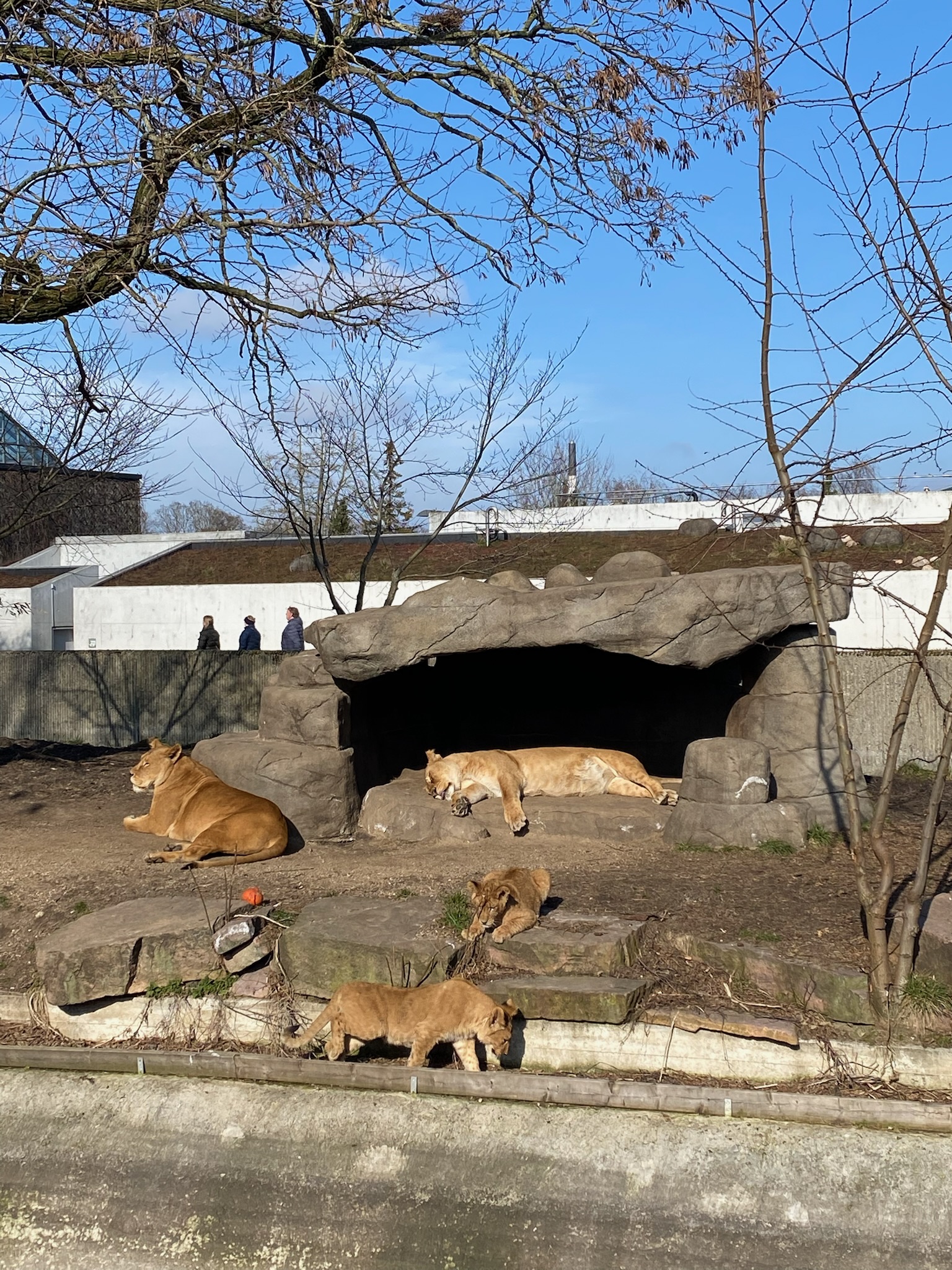 Leeuwen dierentuin Kopenhagen