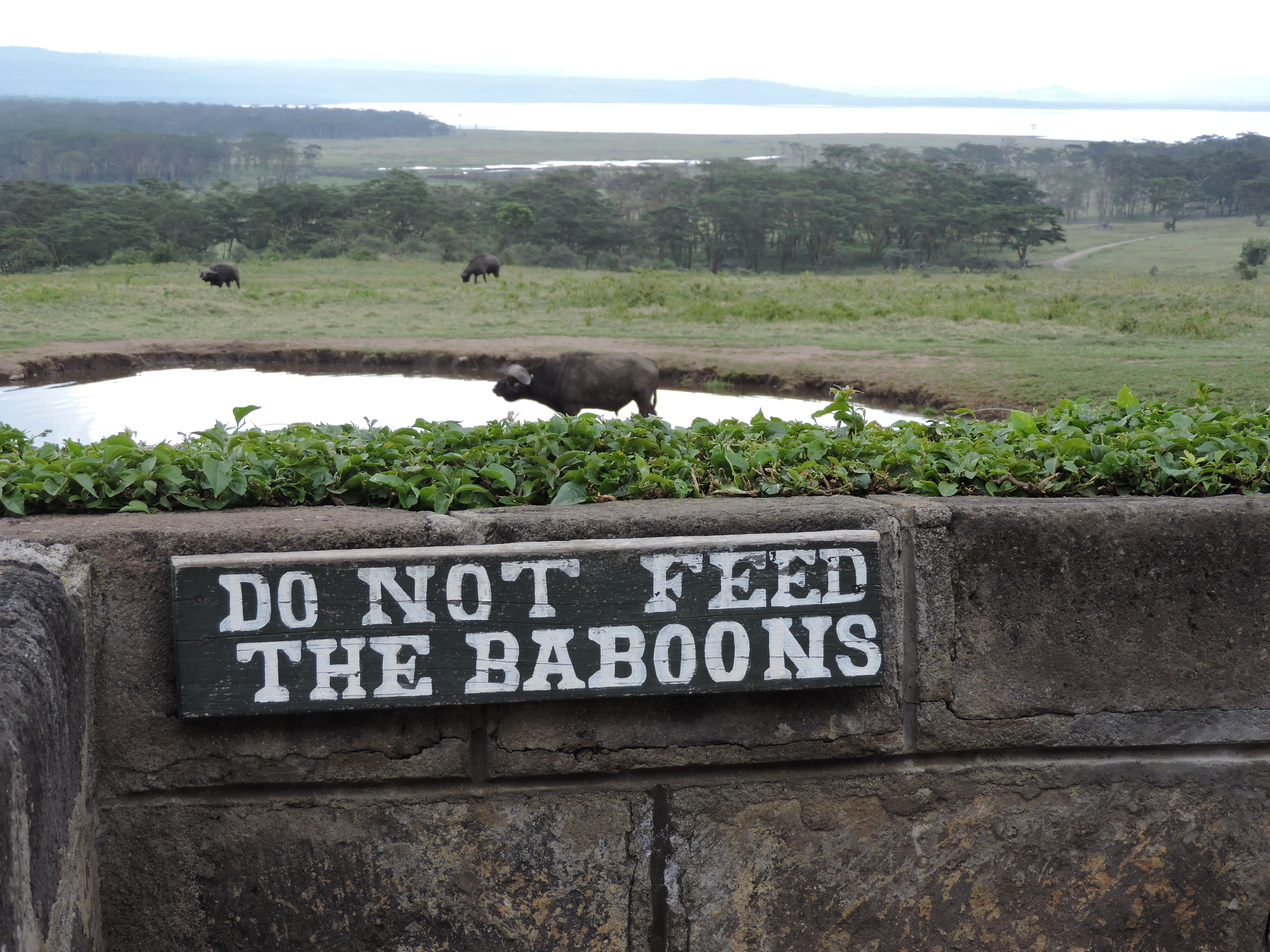 Kenia rondreis Amboseli