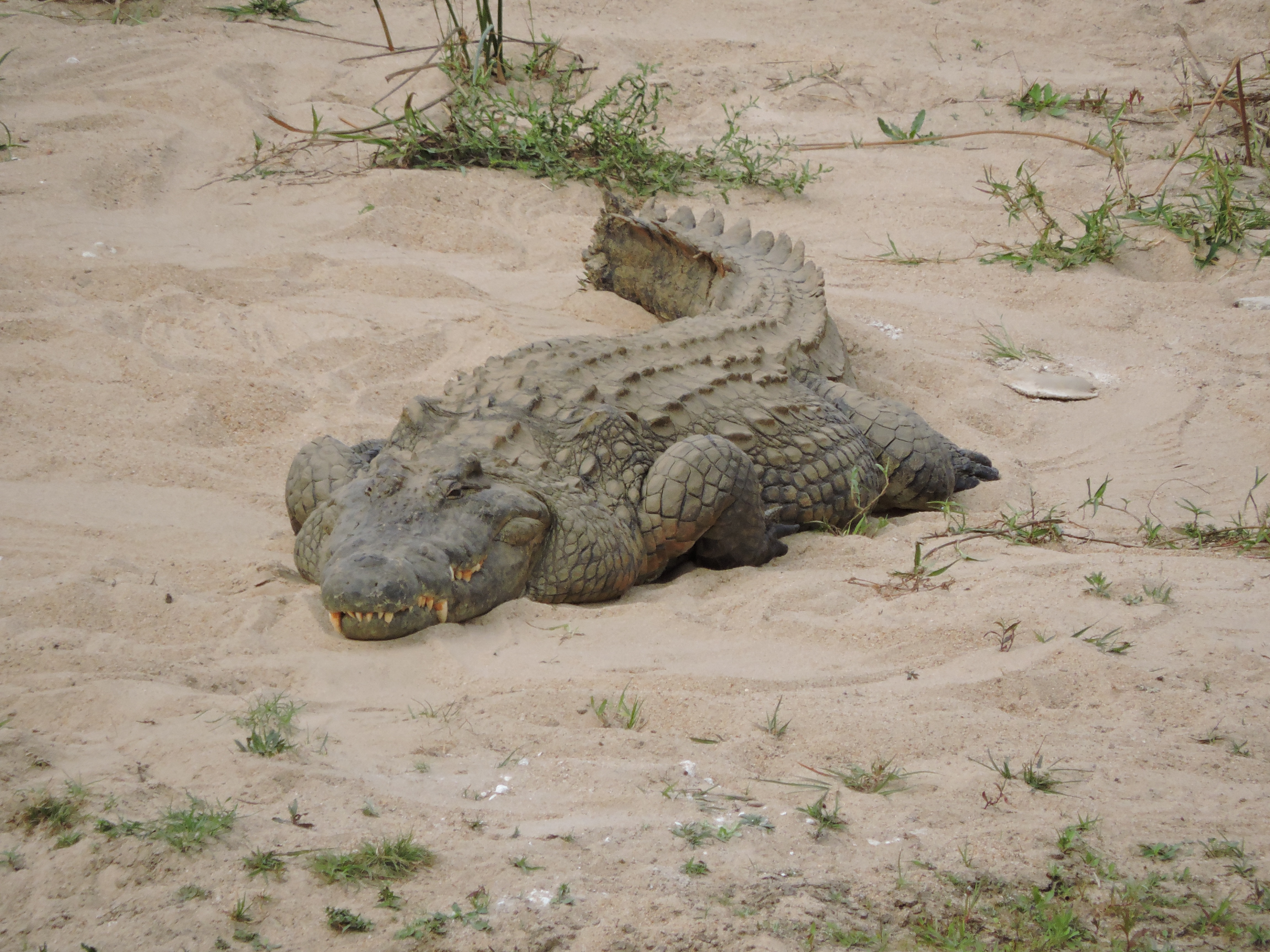 Zuid-Afrika St. Lucia safari blogpost