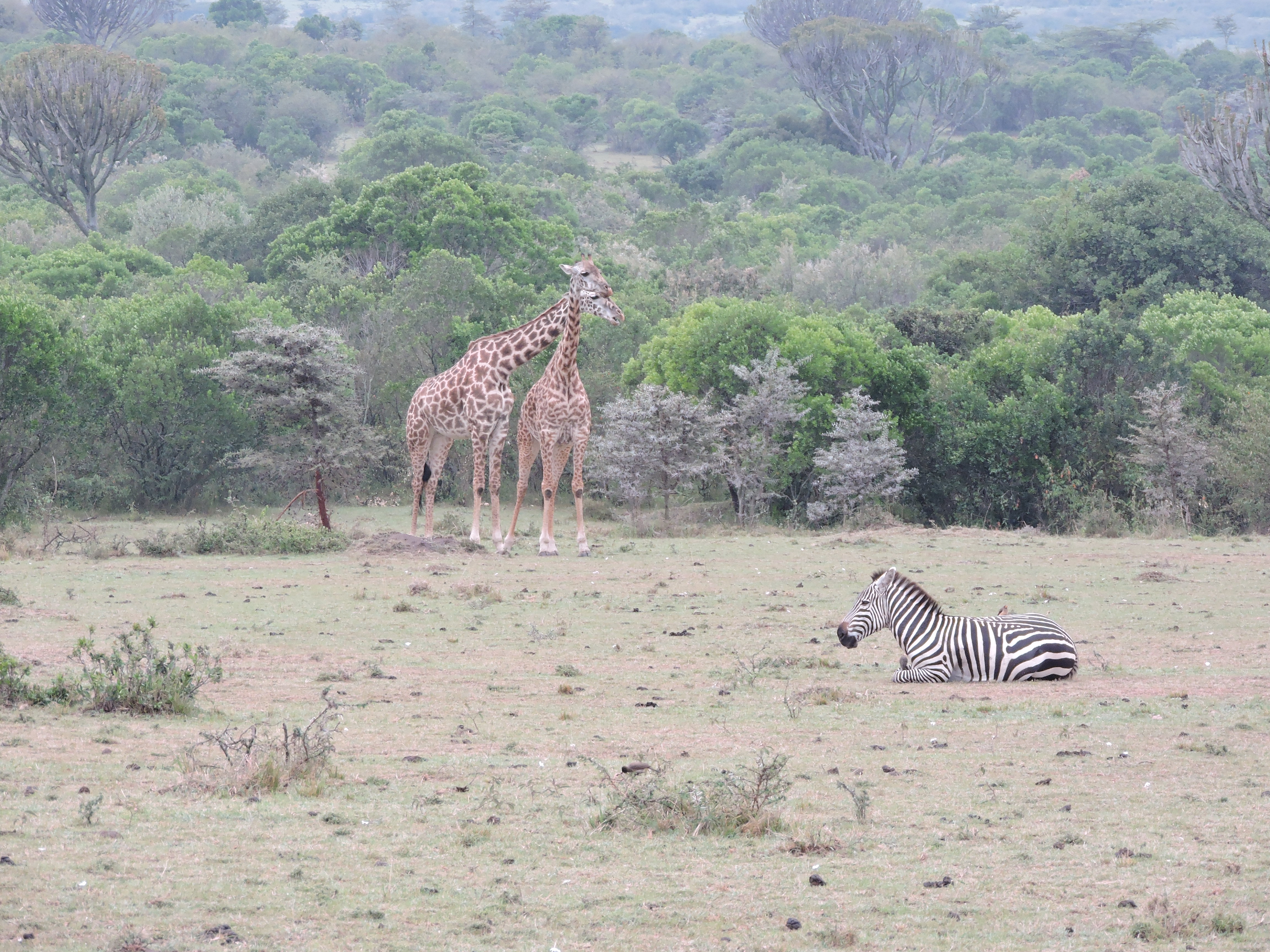 Kenia rondreis Masai Mara