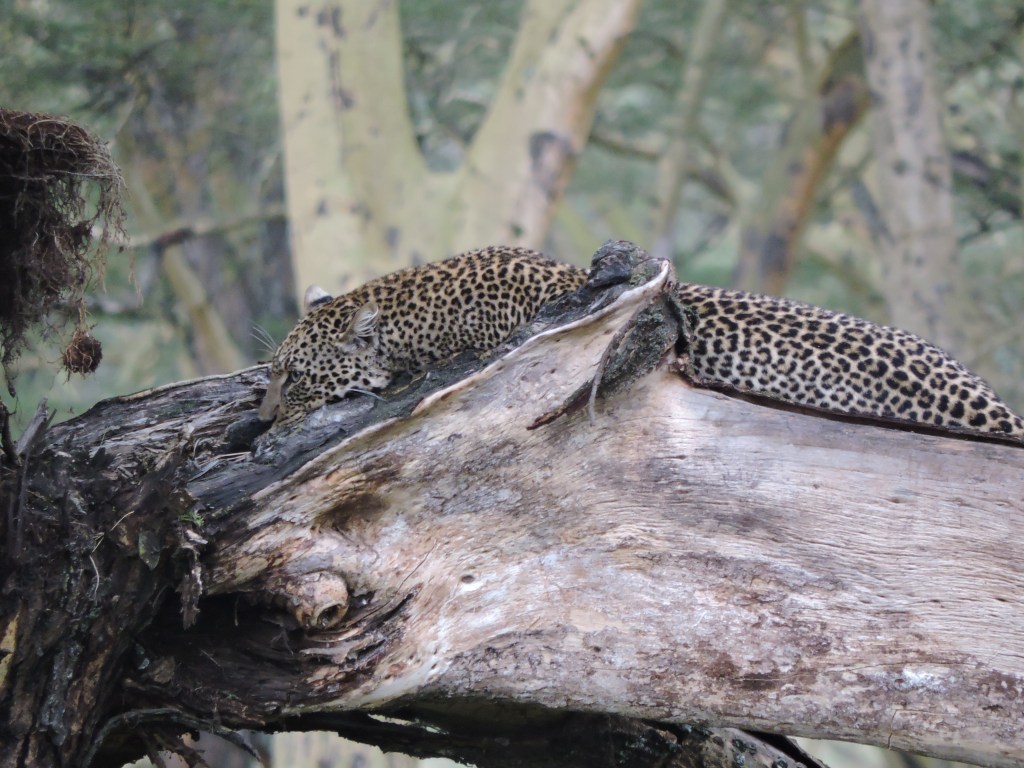 Kenia rondreis Lake Nakuru