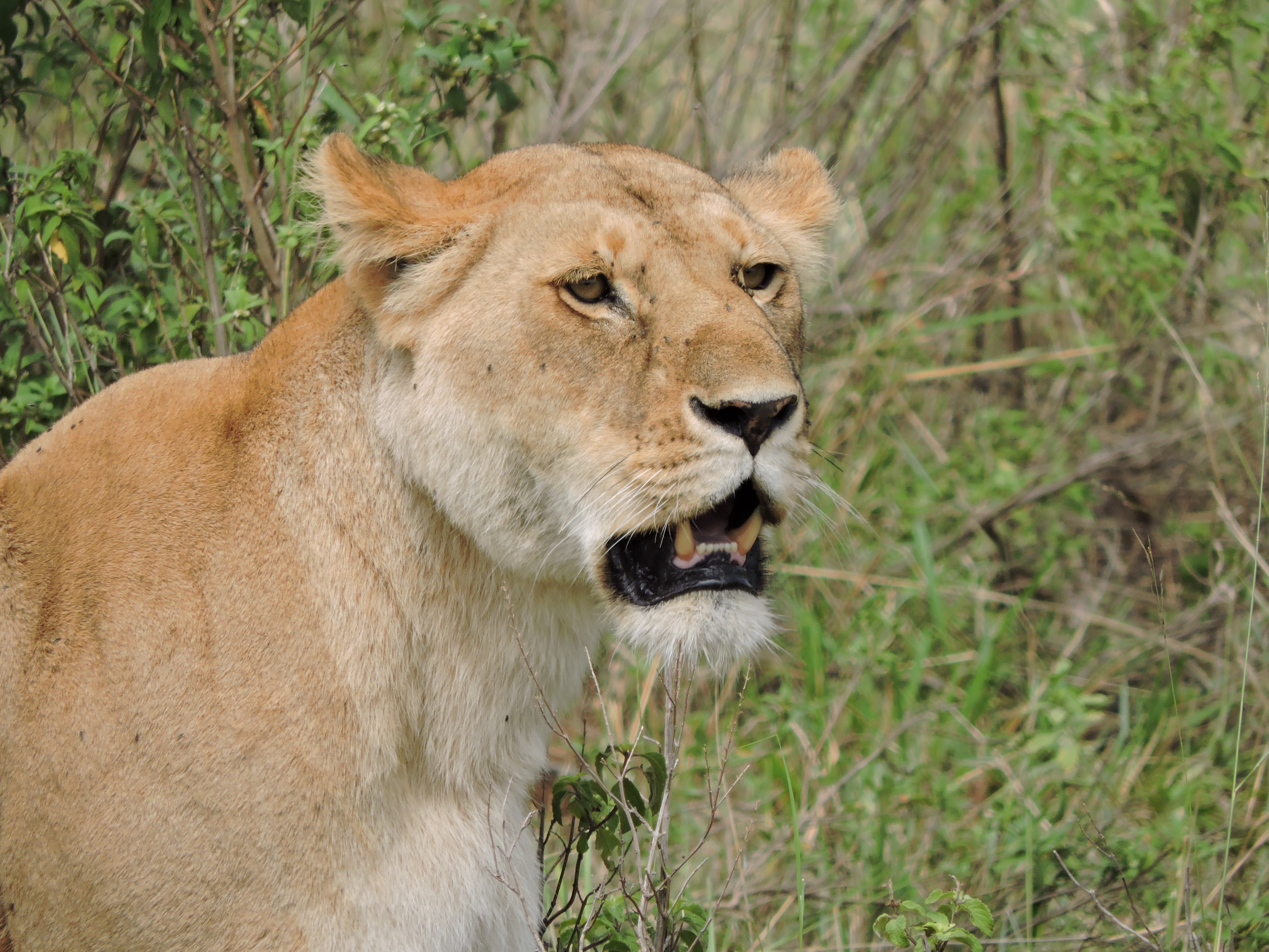 Kenia rondreis Masai Mara