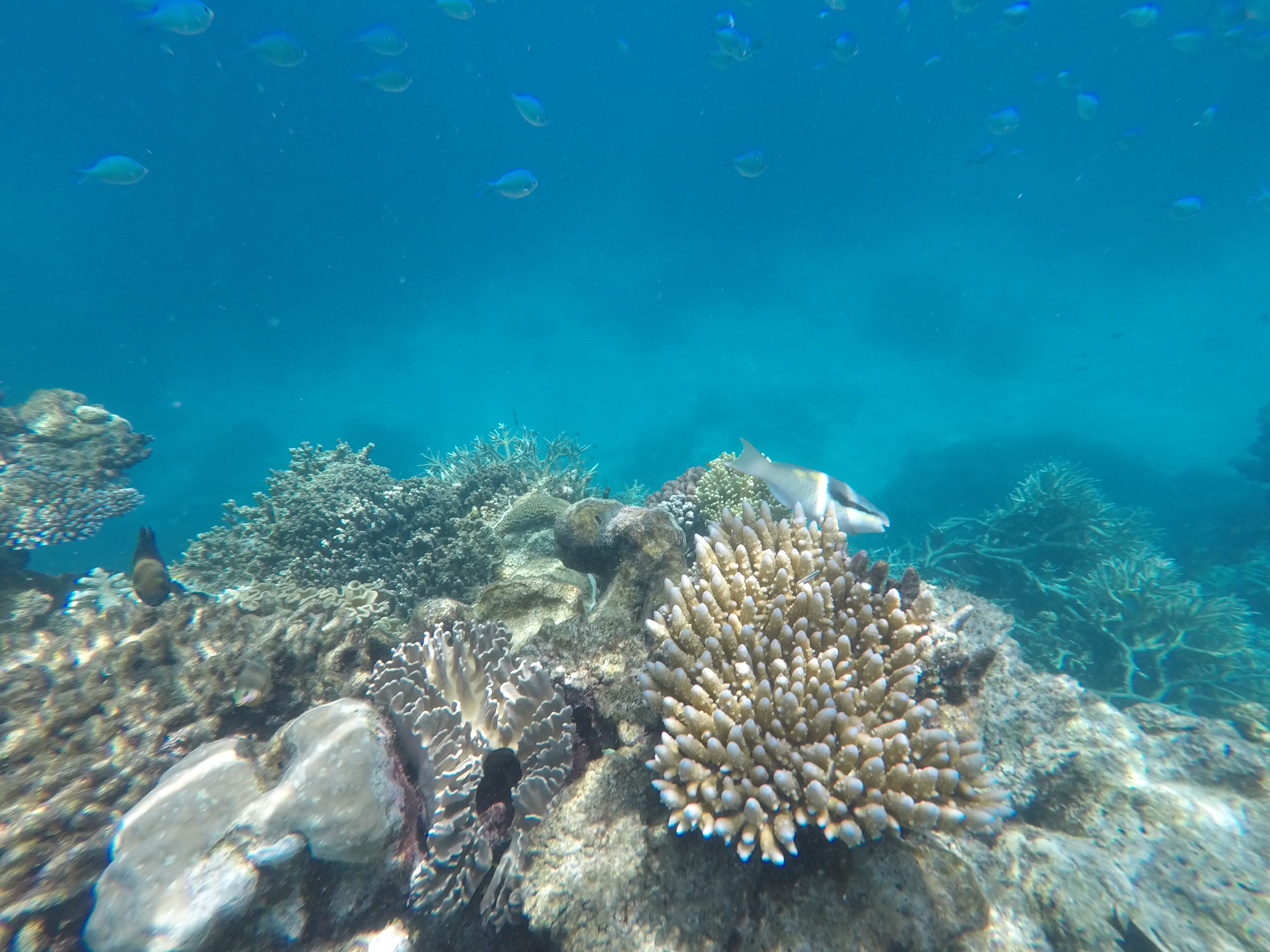 Rondreis Australië baby Queensland