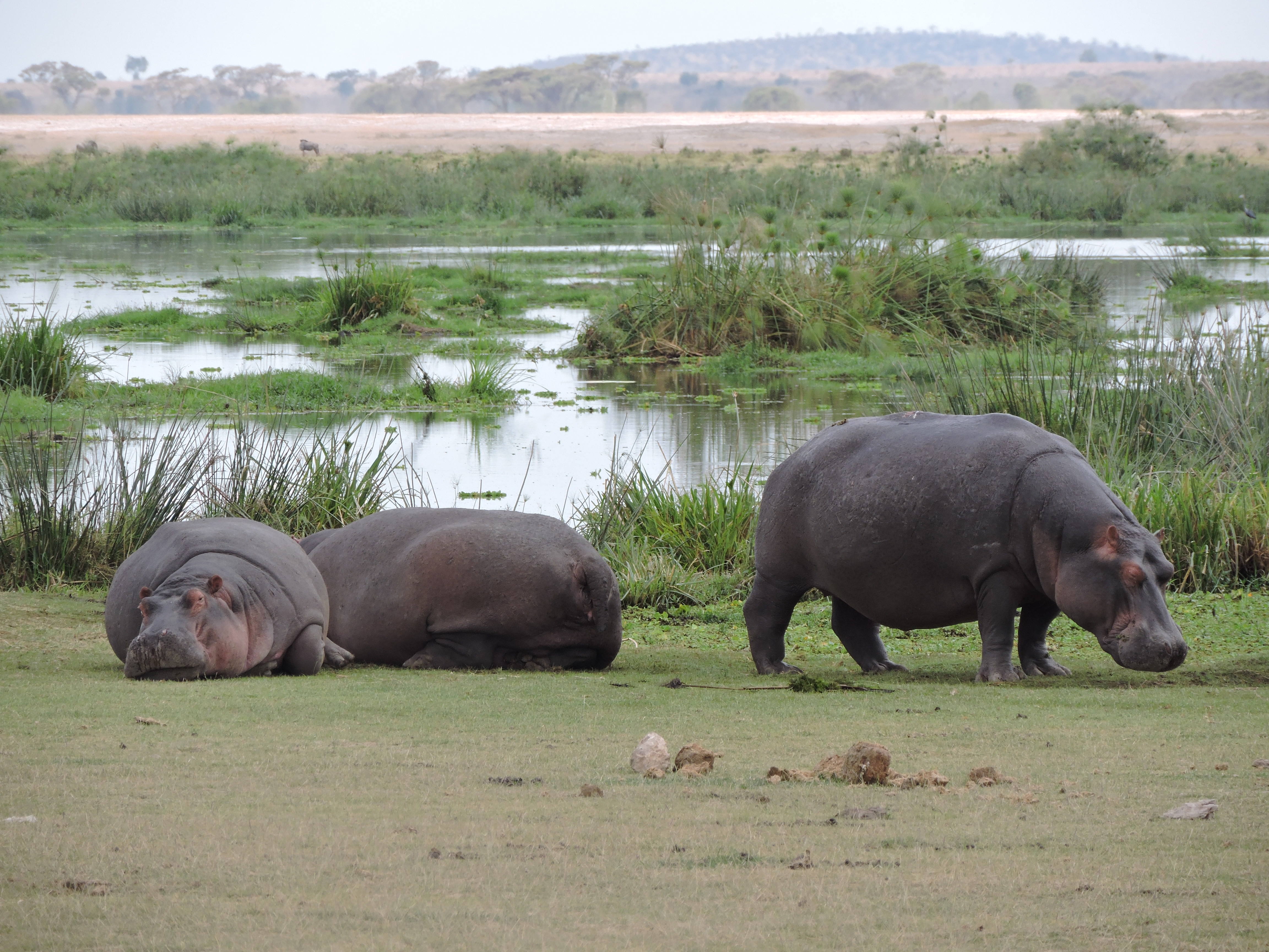 Kenia rondreis Amboseli