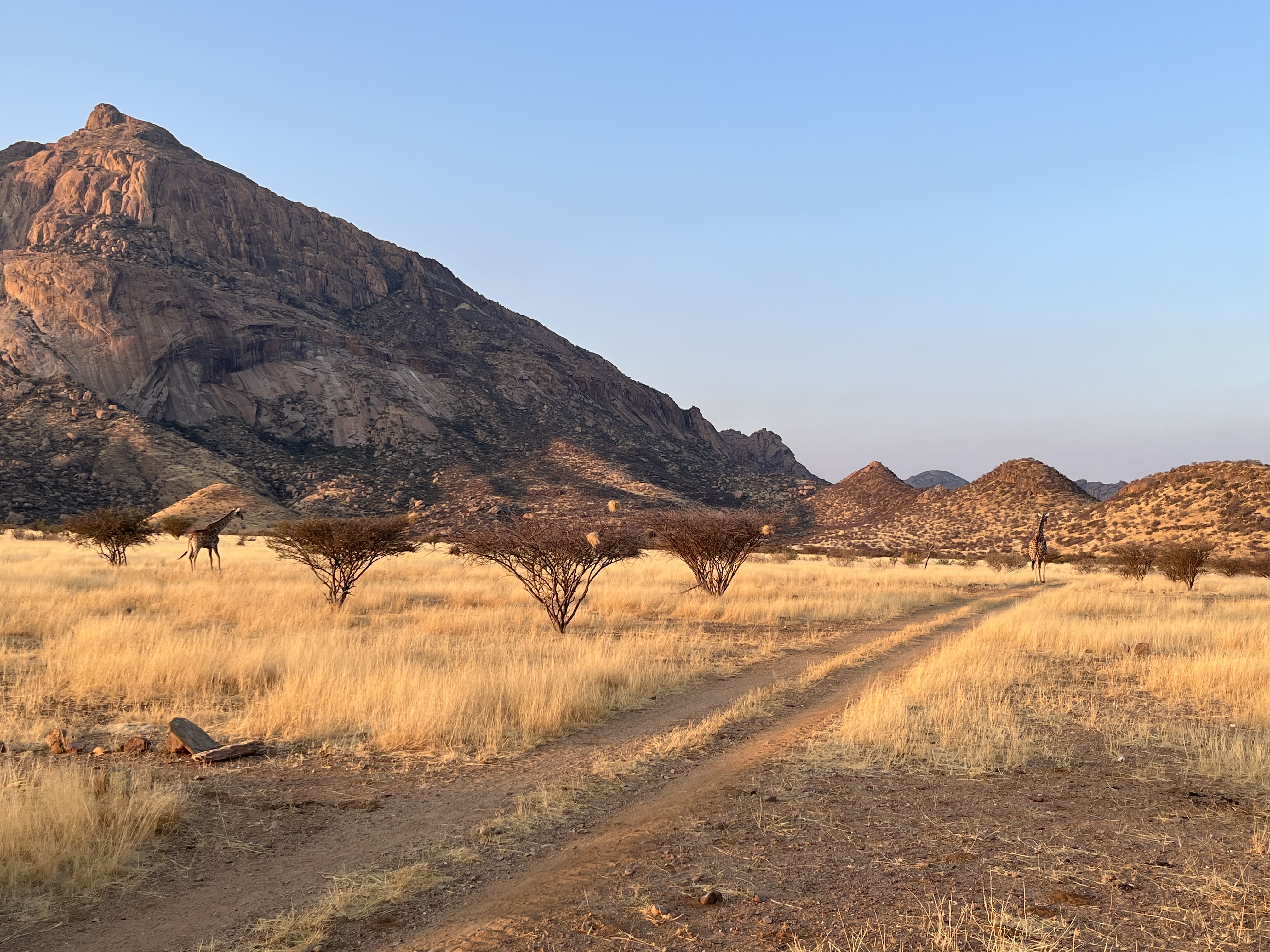 Giraf bij Hohenstein