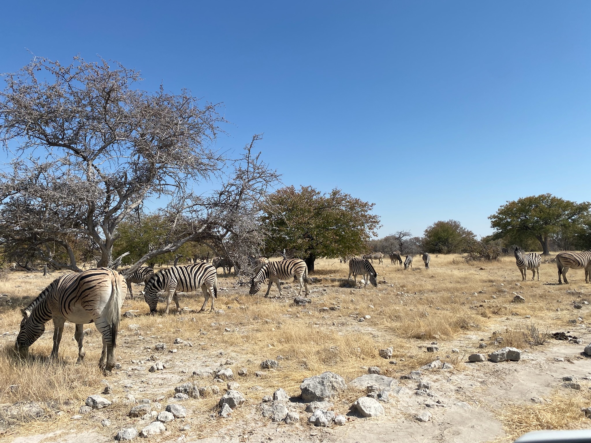 Etosha zebra's
