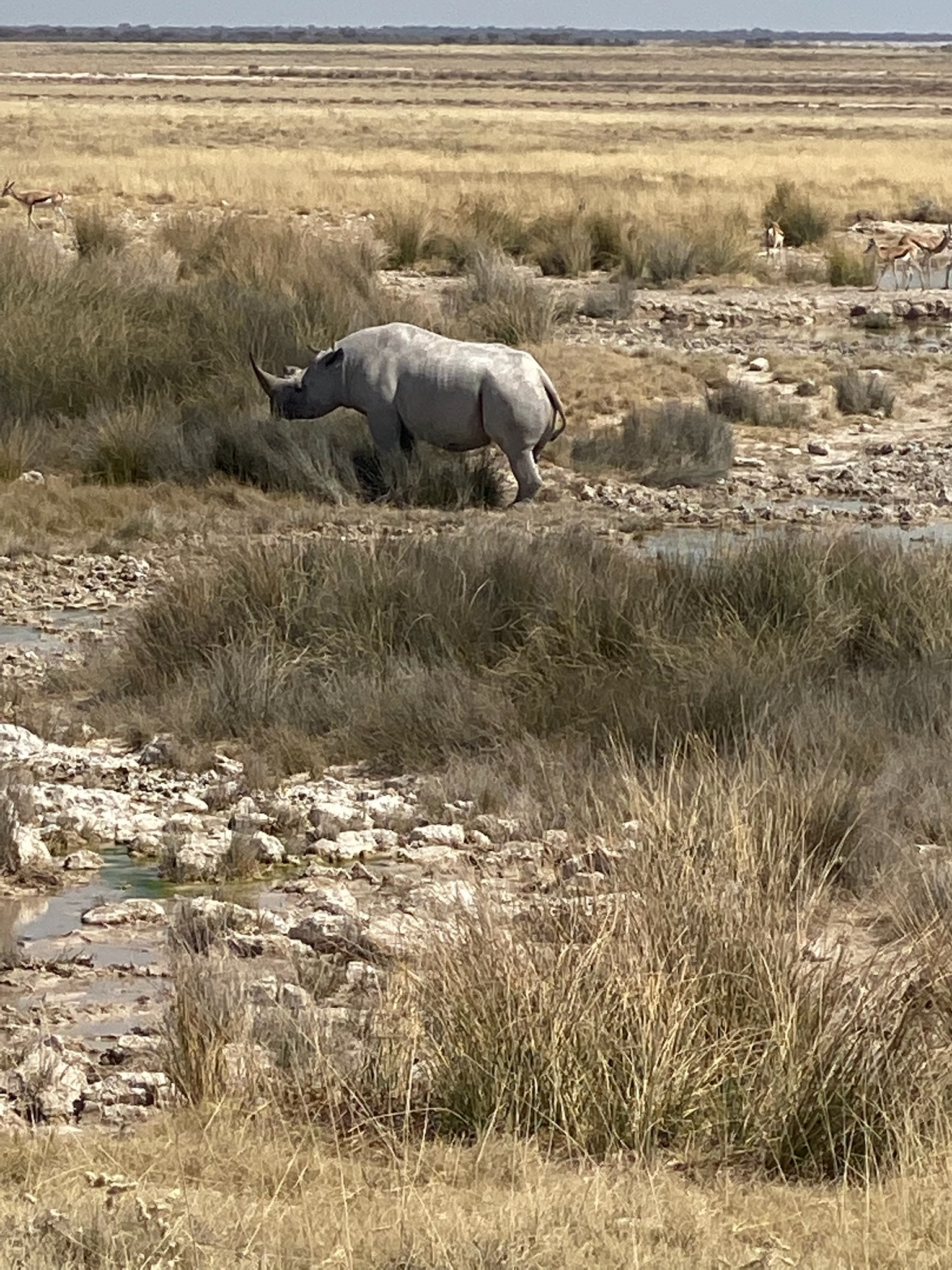Etosha neushoorn big five