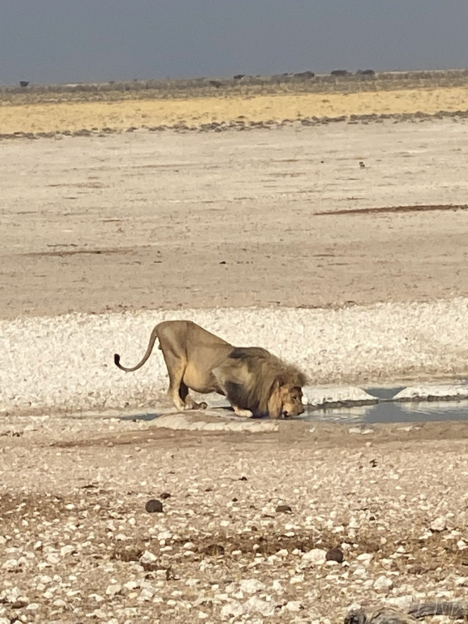 Leeuw in Etosha bij waterpoel