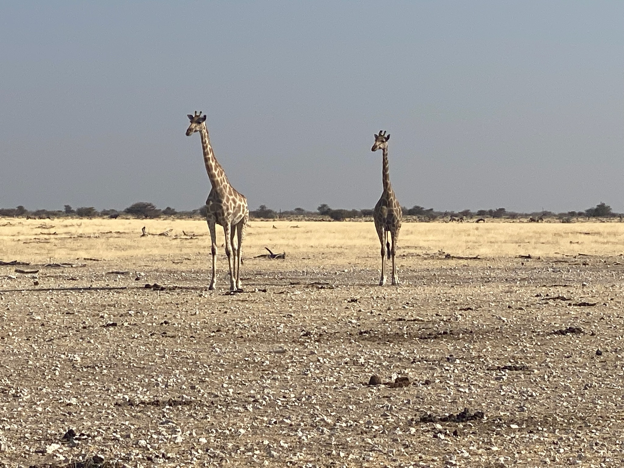 Giraffen in Etosha