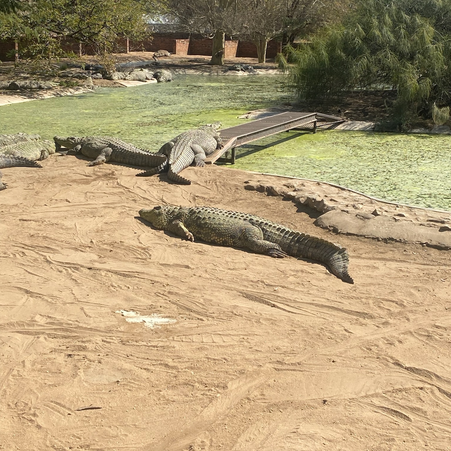 Crocodile Farm Otjiwarongo