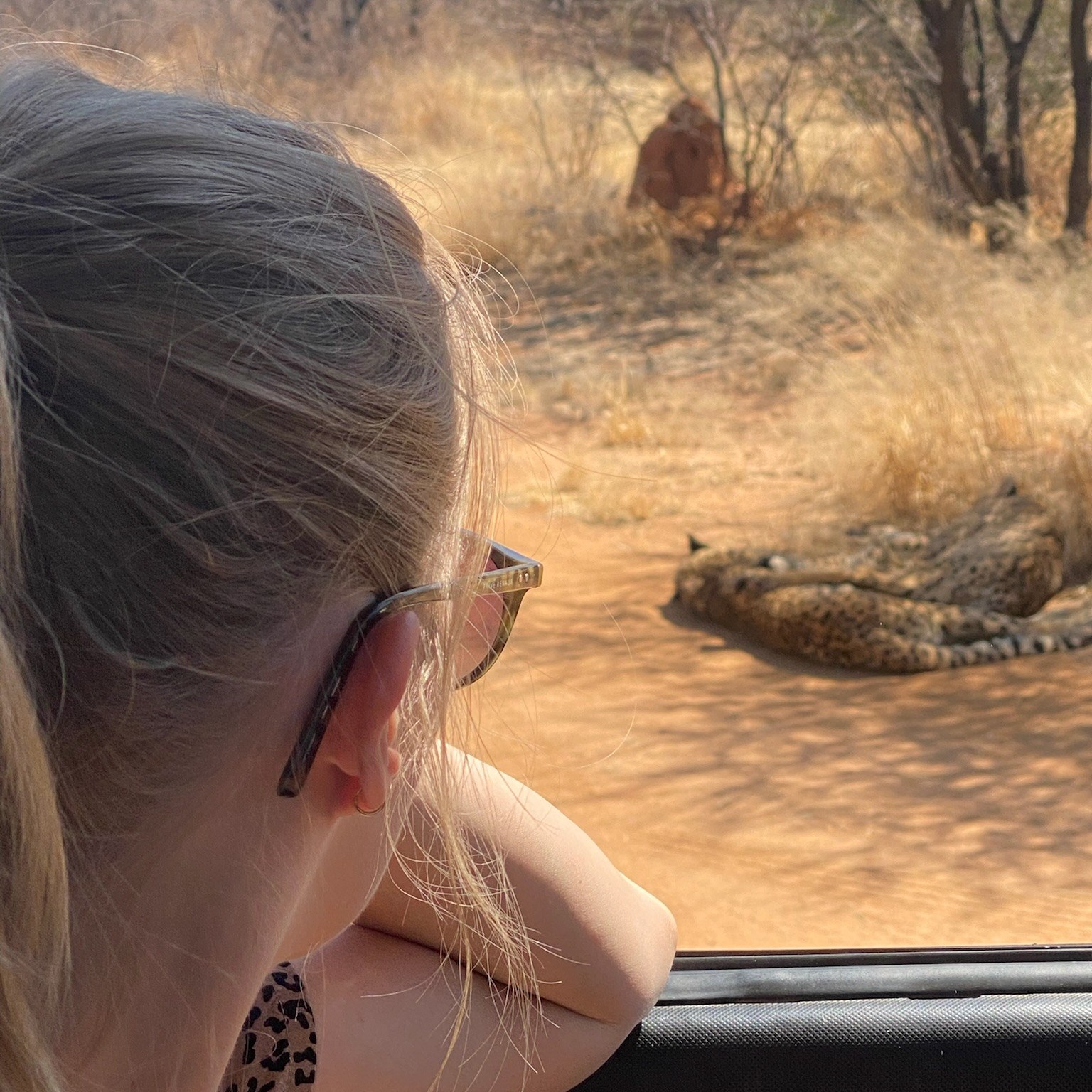 Cheetah Conservation Fund drive