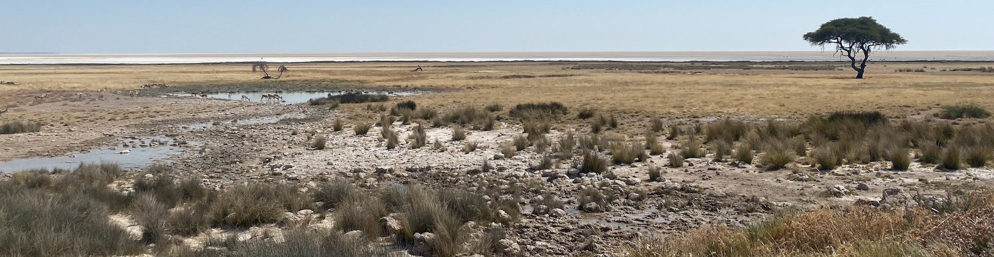 Etosha acacia landschap zoutpan