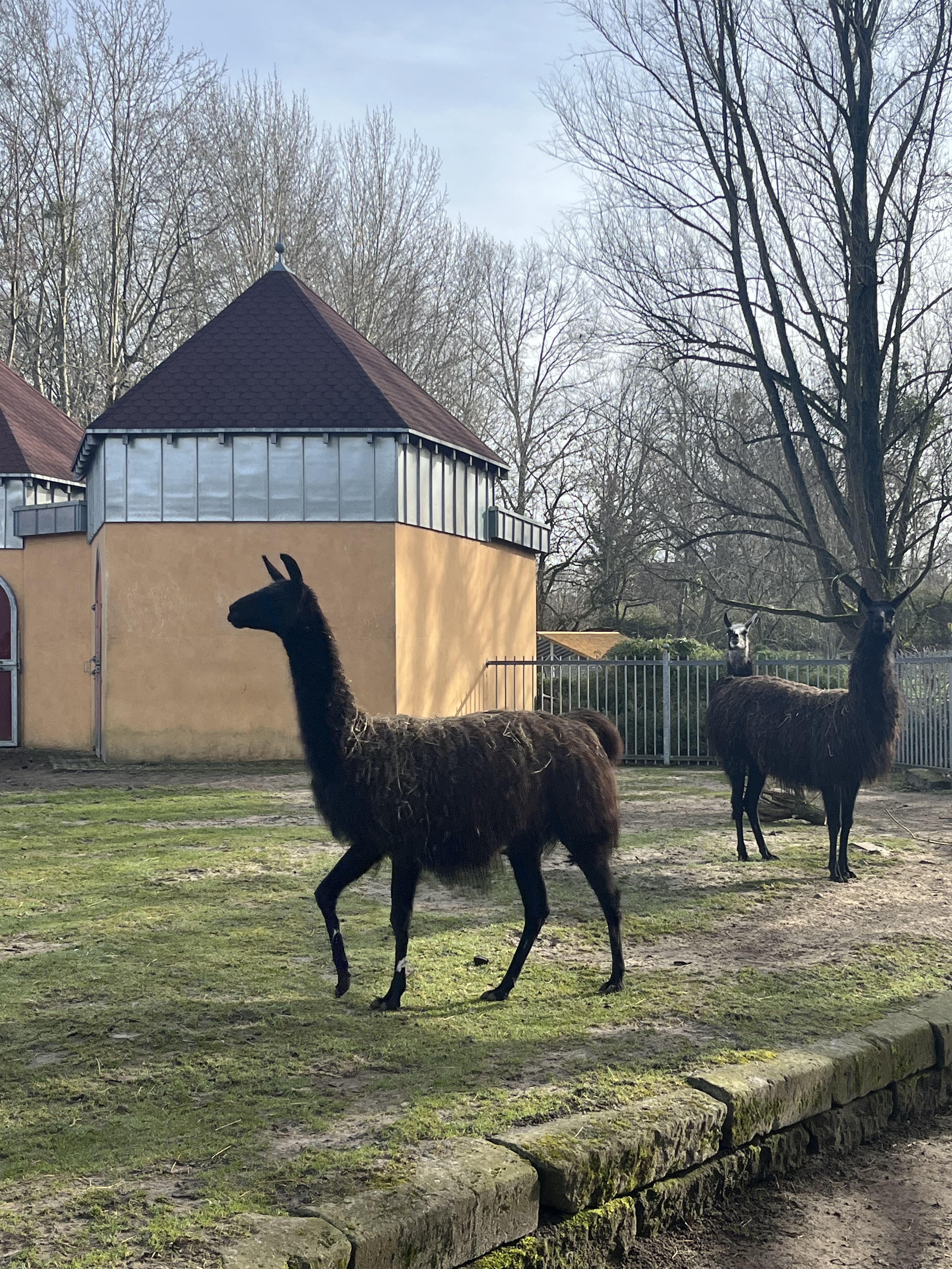 Dierentuin Aken met kinderen dieren