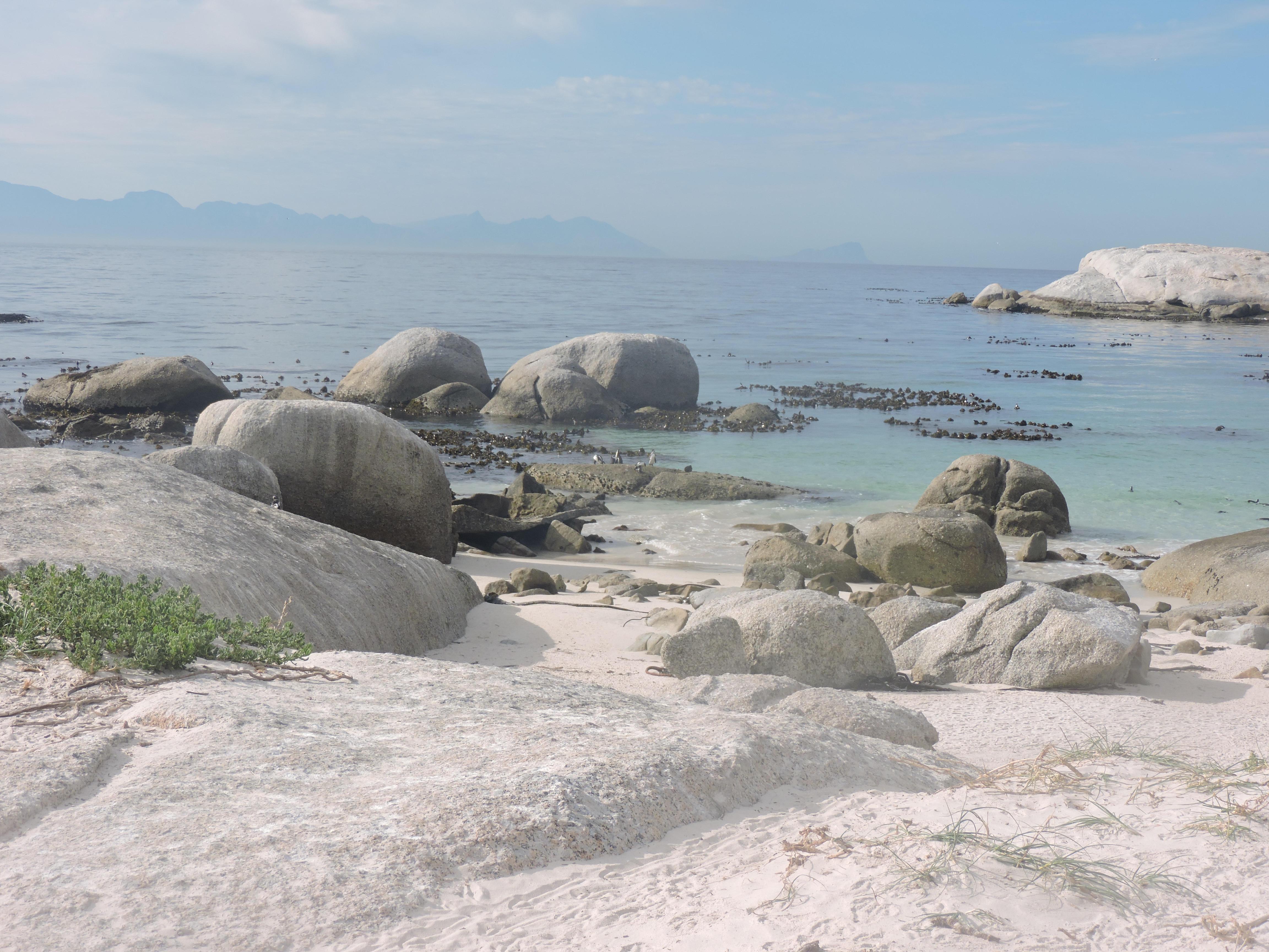 Kaaps schiereiland stops pinguins