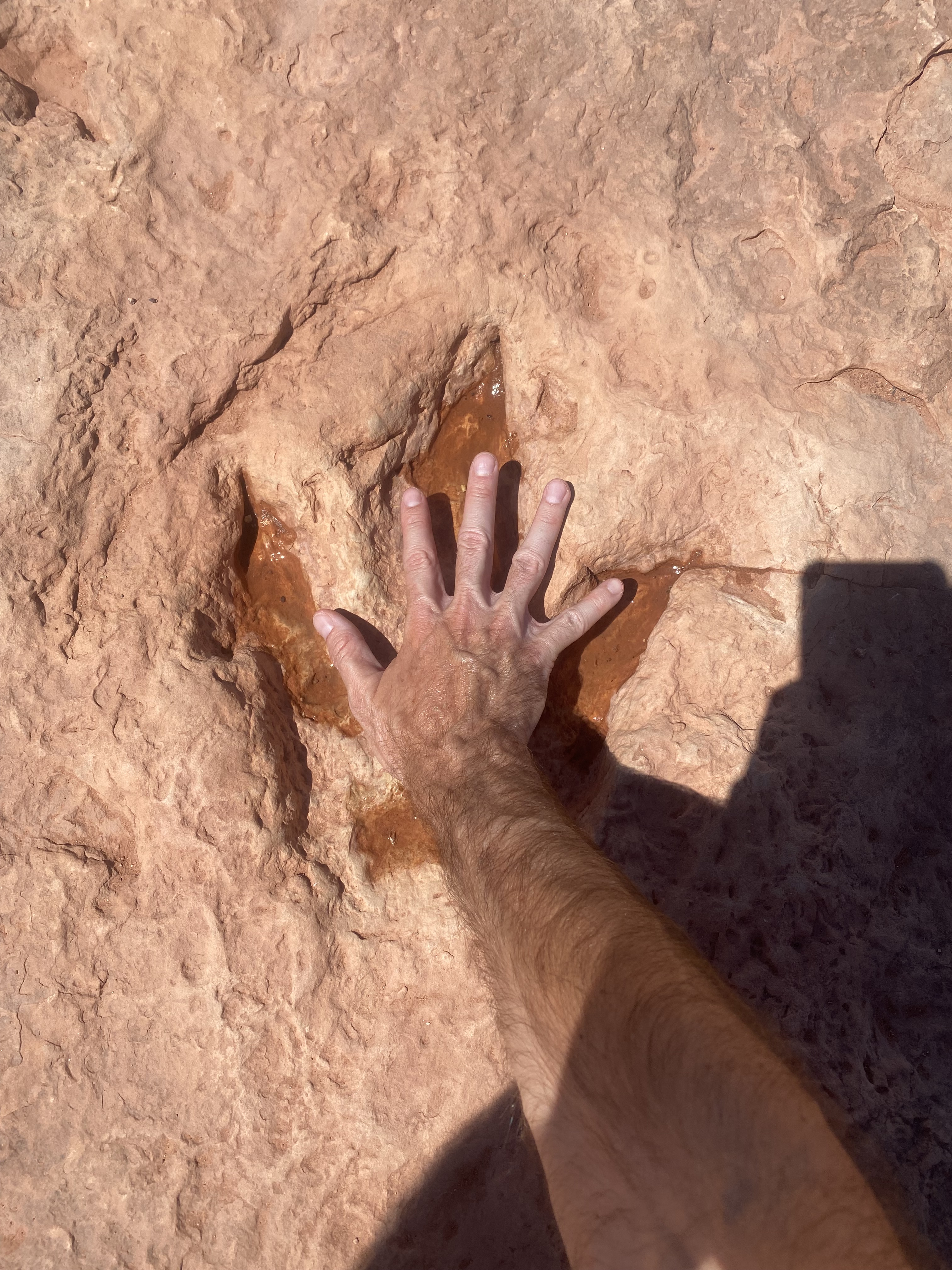 Dinosporen arizona waar